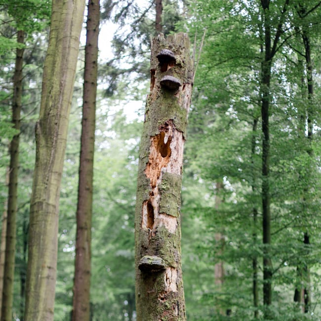 Was sind eigentlich Habitatbäume?