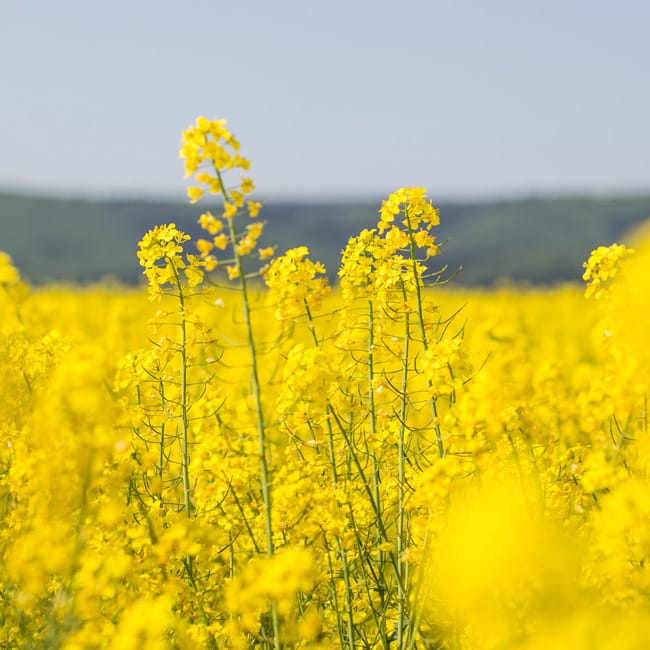 Produkte aus unserer Landwirtschaft