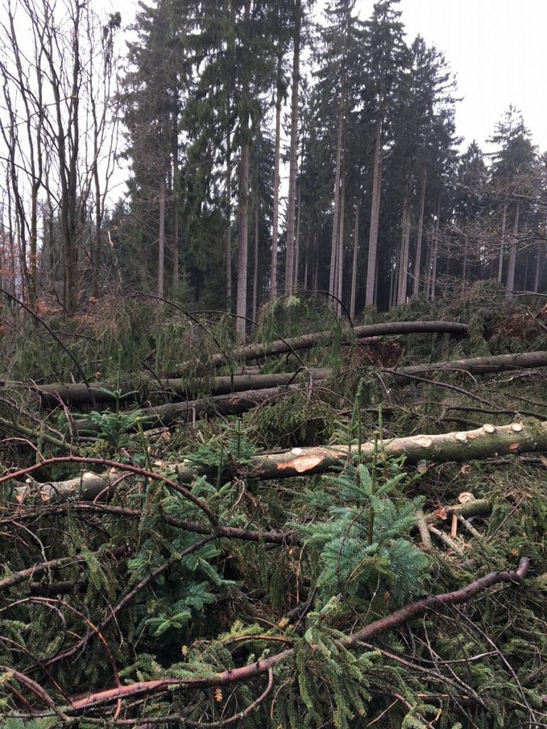 Halbjahres-Bilanz nach Orkan 