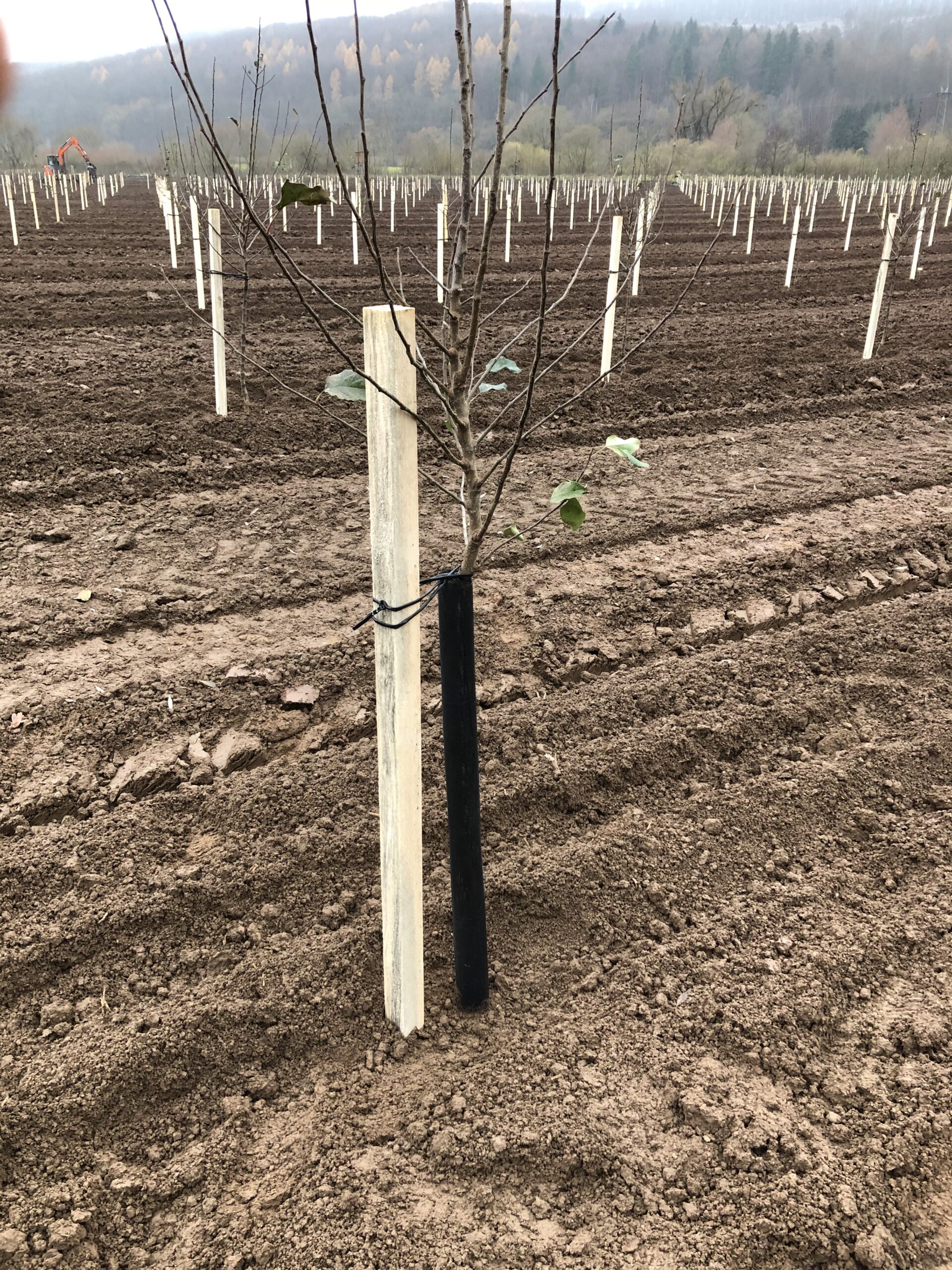 Unser neuer Öko-Obstgarten in Billinghausen