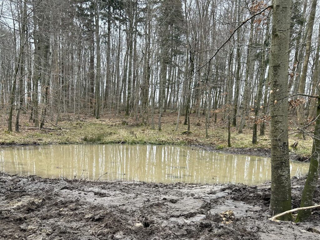 Kleingewässer im Wald
