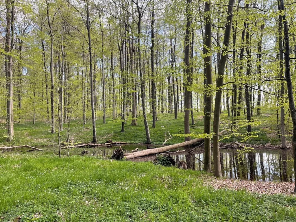 Das Westphalen Carbon Project ist das erste waldbasierte Klimaschutzprojekt in Deutschland, das nach dem Verified Carbon Standard (VCS) zertifiziert ist. Der Verified Carbon Standard (VCS) der Organisation Verra ist das weltweit führende Zertifizierungsprogramm für Klimaschutzprojekte und gilt als besonders streng. Auf einem Teil seiner Waldfäche verzichtet Graf von Westphalen für 30 Jahre auf Holznutzung, um die Biomasse im Wald zu erhöhen und mehr CO2-Äquivalent zu speichern.